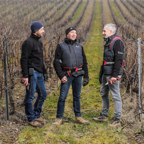 3 viticulteurs munis de sécateurs électriques professionnel F3020 en viticulture, un portage gilet, un portage ceinture et un portage batterie à la ceinture pantalon - INFACO