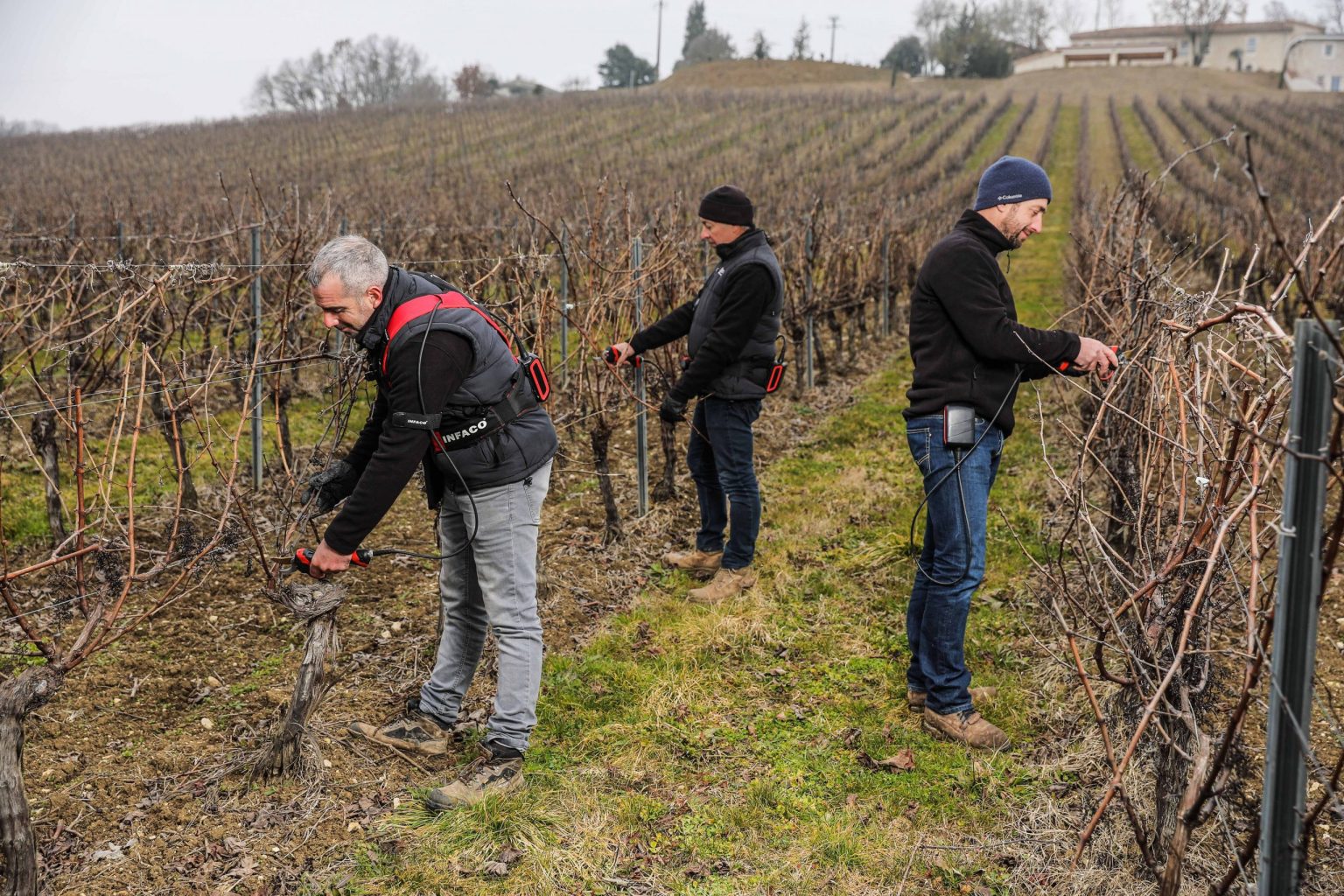 3 viticulteurs munis de sécateurs électriques professionnel F3020 en viticulture - INFACO