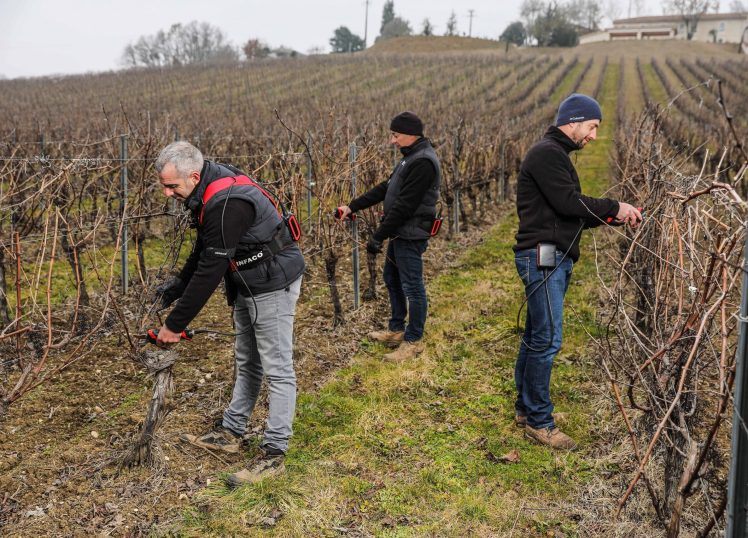 3 viticulteurs munis de sécateurs électriques professionnel F3020 en viticulture - INFACO