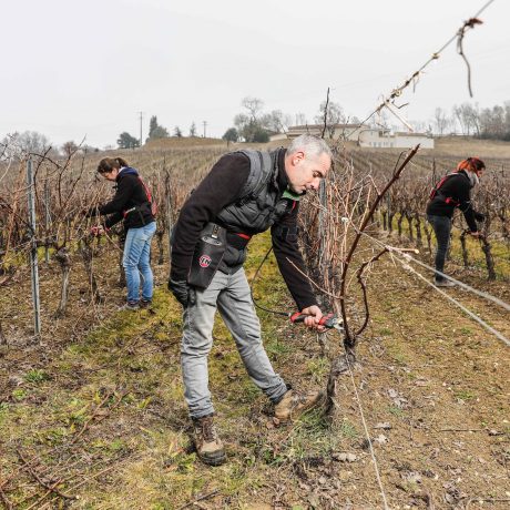 5 viticulteurs munis de sécateurs électriques professionnel F3020 dont une utilisation gaucher en viticulture - INFACO