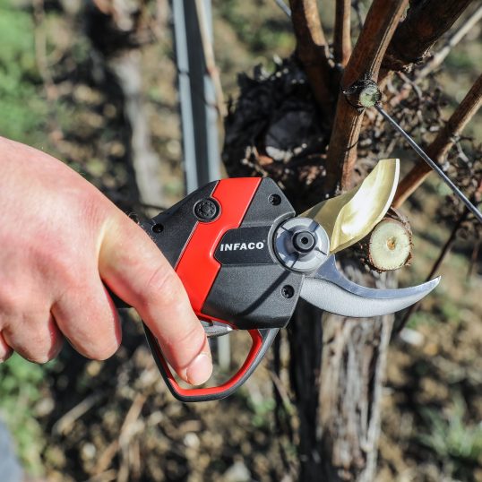 INFACO's 10 tips for a successful pruning season!