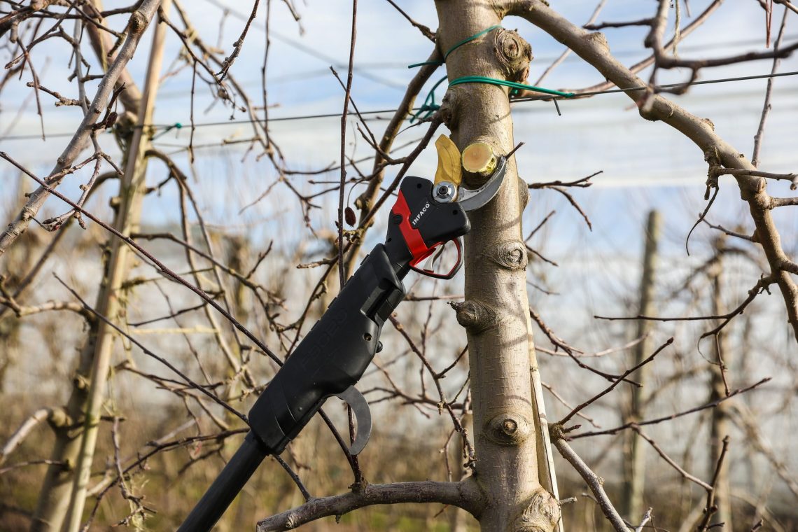 sécateur télescopique en arboriculture infaco electrocoup f3020