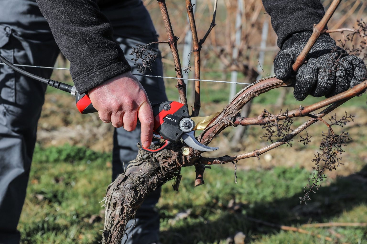 Photo viticulture sécateur électrique professionnel F3020 - INFACO