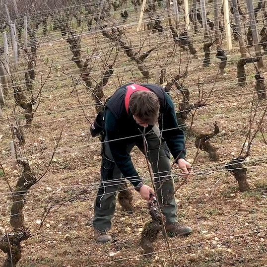 Video Ein Weinberg in meiner Größe - INFACO