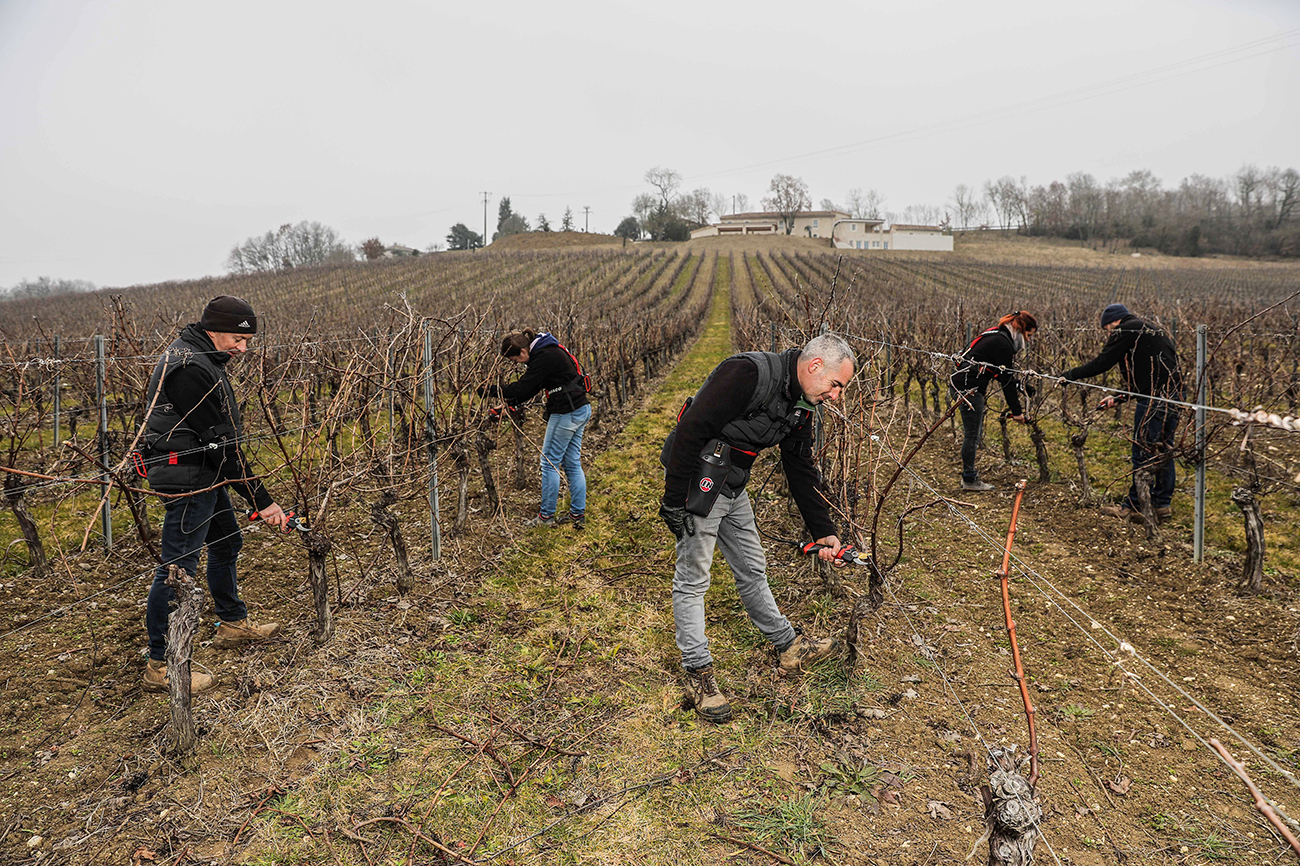 5 viticulteurs munis de sécateurs électriques professionnel F3020 en viticulture - INFACO
