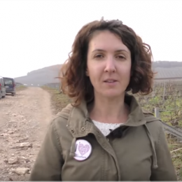 Video Ein Weinberg in meiner Größe - INFACO