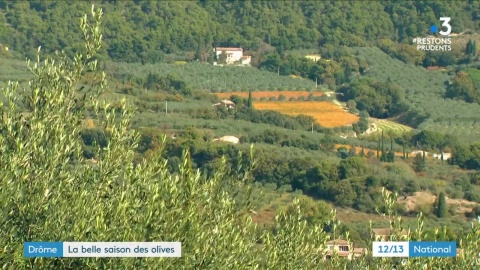 Reportage télé olives - INFACO