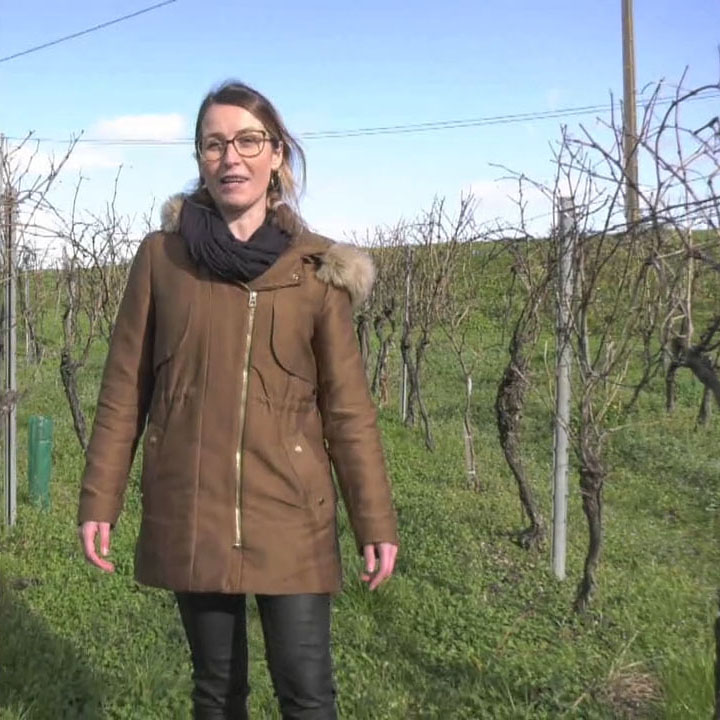 Video Ein Weinberg in meiner Größe - INFACO