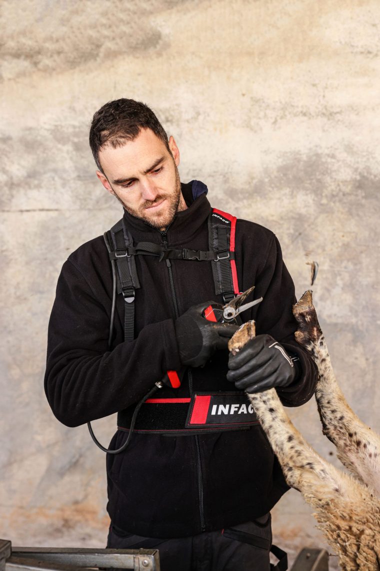 Parage onglons coupe nette au secateur electrique professionnel kit onglon F3020 moutons - INFACO