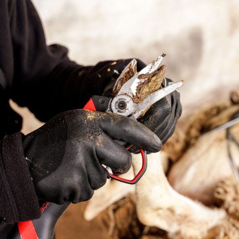 Coupe nette onglon au sécateur électrique tête onglon F3020 - INFACO