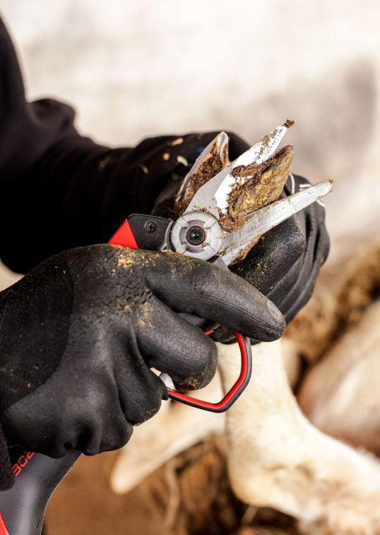 Coupe nette onglon au sécateur électrique tête onglon F3020 - INFACO
