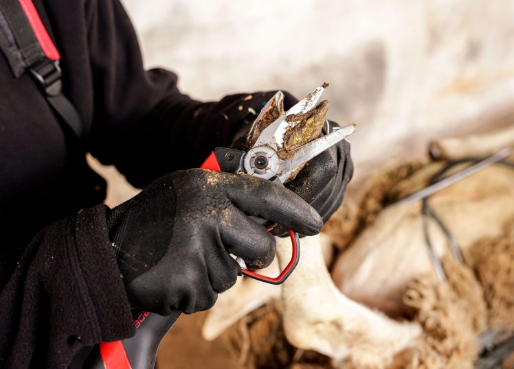 Coupe nette onglon au sécateur électrique tête onglon F3020 - INFACO