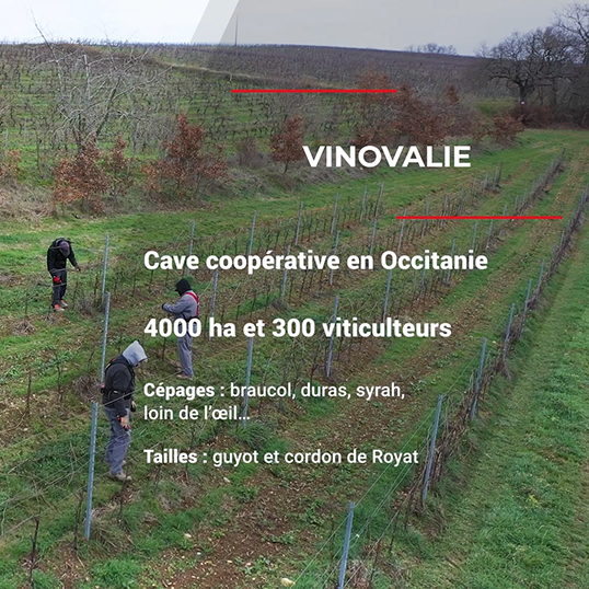 Vidéo vinovalie taille non mutilante - INFACO