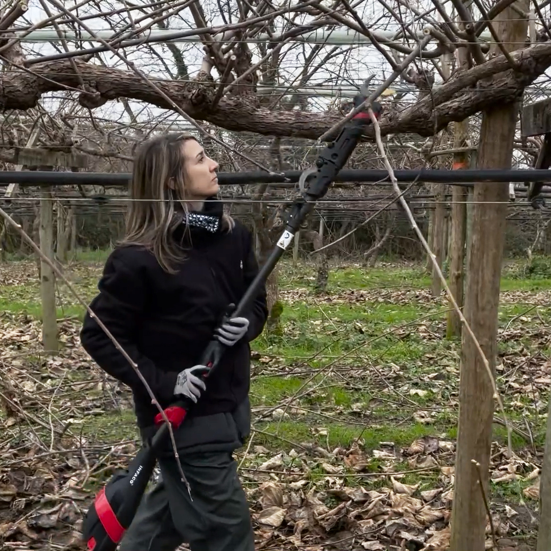 Video F3020 electric pruning shears for kiwiculture - INFACO