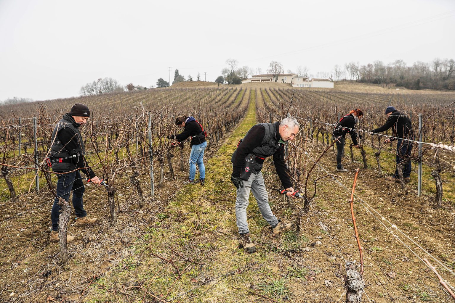 5 viticulteurs munis de sécateurs électriques professionnel F3020 en viticulture - INFACO