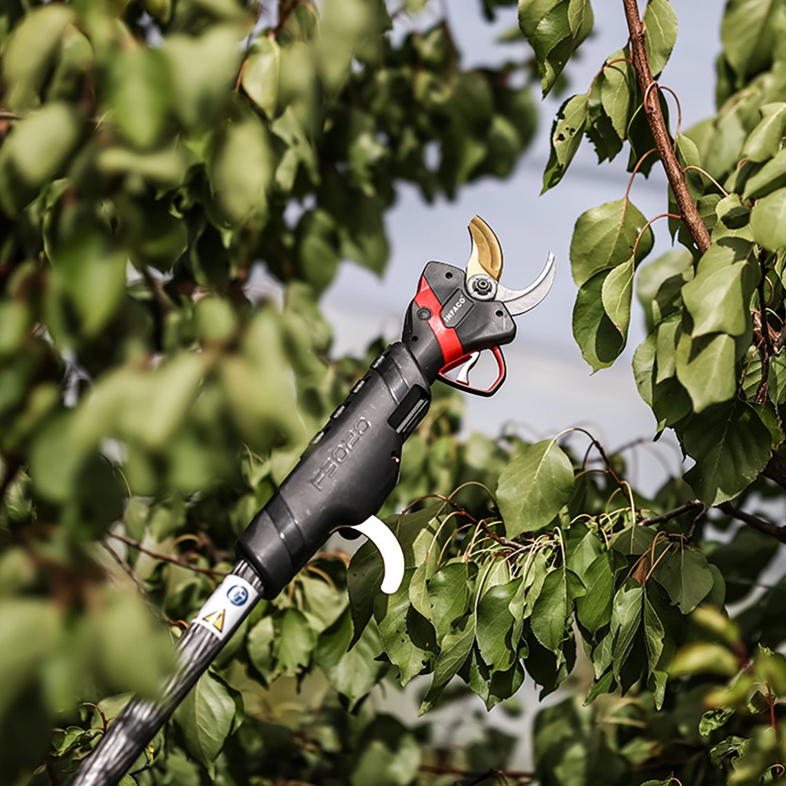 Using professional electric pruning shears on a pole INFACO