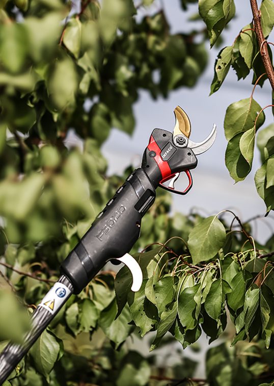 secateur-f3020-medium-perche