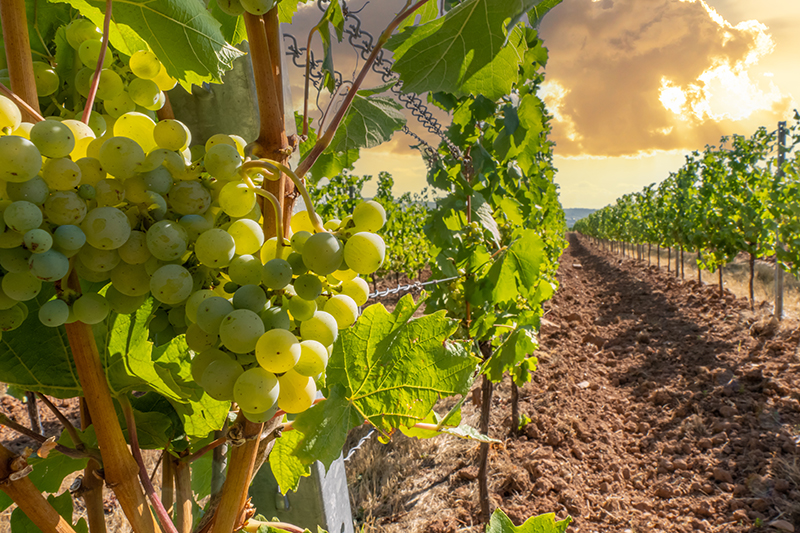 photo-raisin-blanc-2023