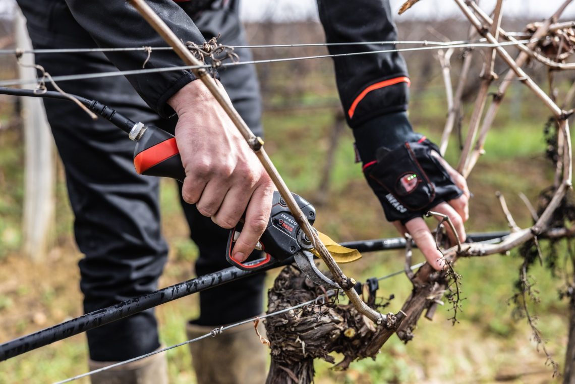 Tailleur équipé du DSES Contactless en vigne avec mitaine de portage - INFACO