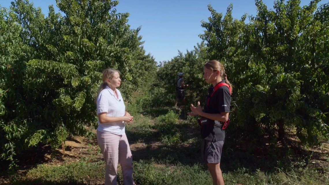 Interview de Domitille Carton au Clos des Costières, société arboricole Interview de Domitille Carton au Clos des Costières, société arboricole