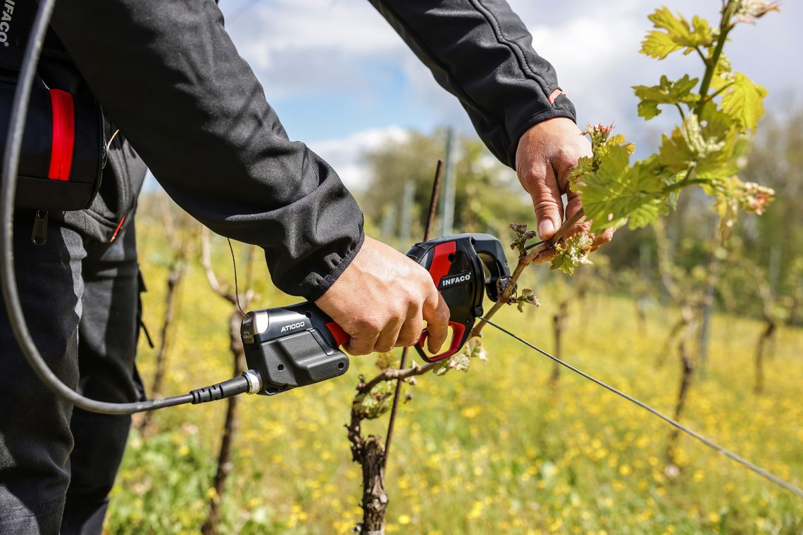 Attacheuse AT100036 en action en vigne