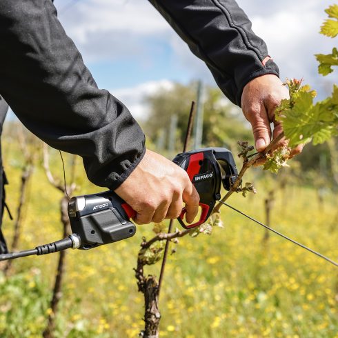 Attacheuse AT100036 en action en vigne