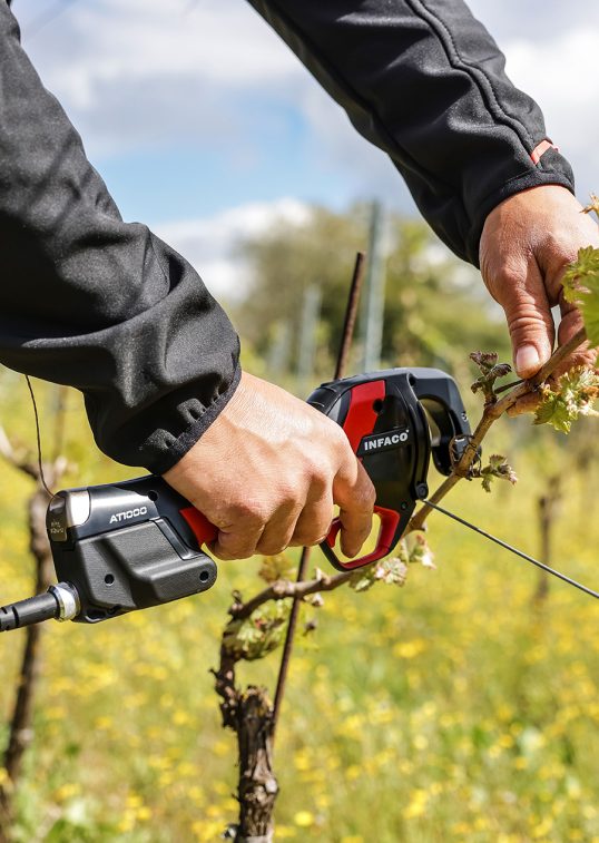 Attacheuse AT100036 en action en vigne Attacheuse AT100036 en action en vigne