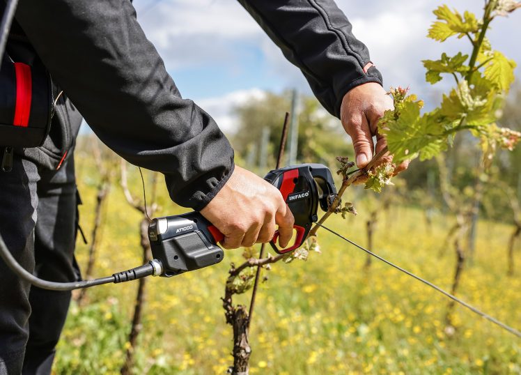 Attacheuse AT100036 en action en vigne