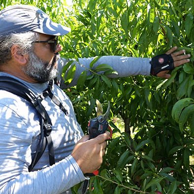 Pruner equipped with the professional F3020 pruning shear with Contactless option in arboriculture