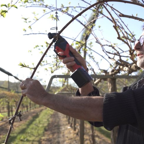 Tree grower tying kiwifruit with INFACO AT1000 binder Tree grower tying kiwifruit with INFACO AT1000 binder