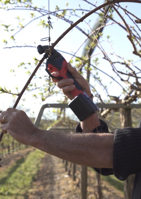 Arboriculteur attachant des kiwis avec lieuse AT1000 INFACO