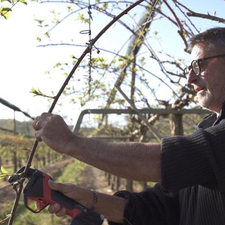 Arboriculteur attachant des kiwis avec lieuse AT1000 INFACO
