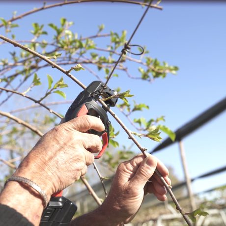 AT1000 en cours d'attache en kiwi