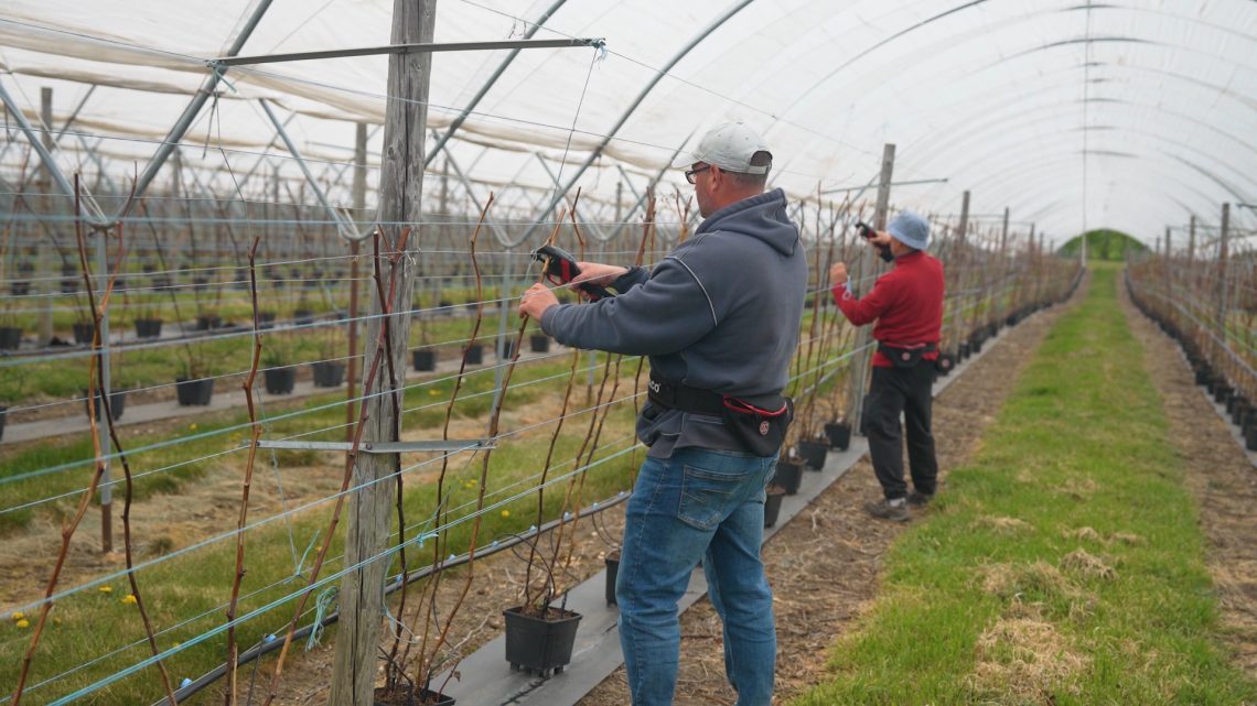 2 utilisateurs de l'AT1000 attachant les framboisiers 2 utilisateurs de l'AT1000 attachant les framboisiers